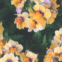 Nemesia-Sunsatia-Mango