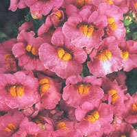 Nemesia Sunsatia Raspberry