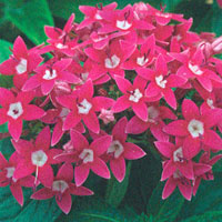 Pentas Starla Pink