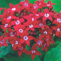 Pentas Starla Red