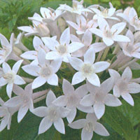 Pentas Starla White