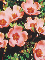 Portulaca Yubi Apricot