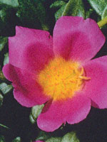 Portulaca Yubi Pink