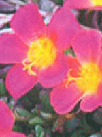 Portulaca Yubi Red