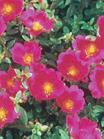 Portulaca Yubi Rose