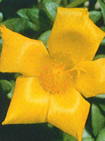 Portulaca Yubi Yellow