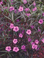 Ruellia Purple Showers