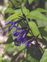 Salvia Black and Blue