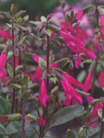 Salvia Show Girls