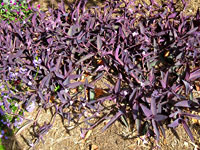 Setcreasea Purple Heart