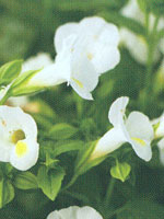 Torenia Catalina White Linen