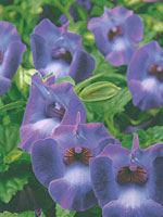 Torenia Summer Wave Blue