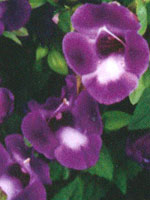 Torenia Summer Wave Large Violet