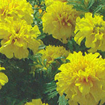 Marigold Little Hero Yellow