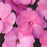 New Guinea Impatiens Sonic Bright Pink