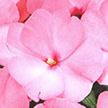 New Guinea Impatiens Sonic Light Pink