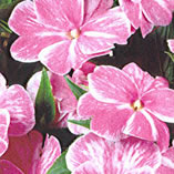 New Guinea Impatiens Sonic Magic Pink