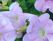 Petunia Ultra Pastel Pink