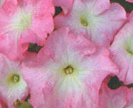 Petunia Ultra Salmon Morn