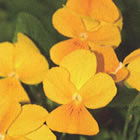 Viola Violina Orange