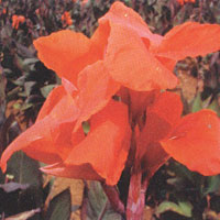 Canna Red King Humbert