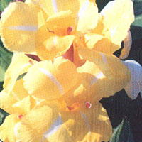 Canna Striped Beauty