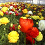 Ranunculus

