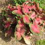 6 Caladium

